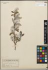 Foto von Salix glauca L.
